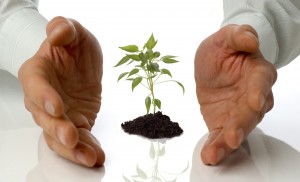 business men holding a plant between hands on white